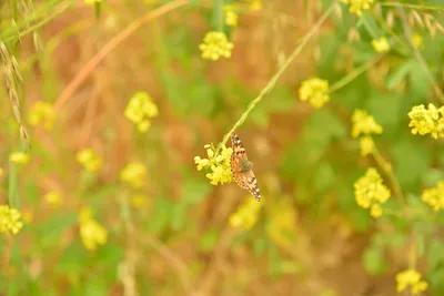 DSC_6493 (Large).JPG